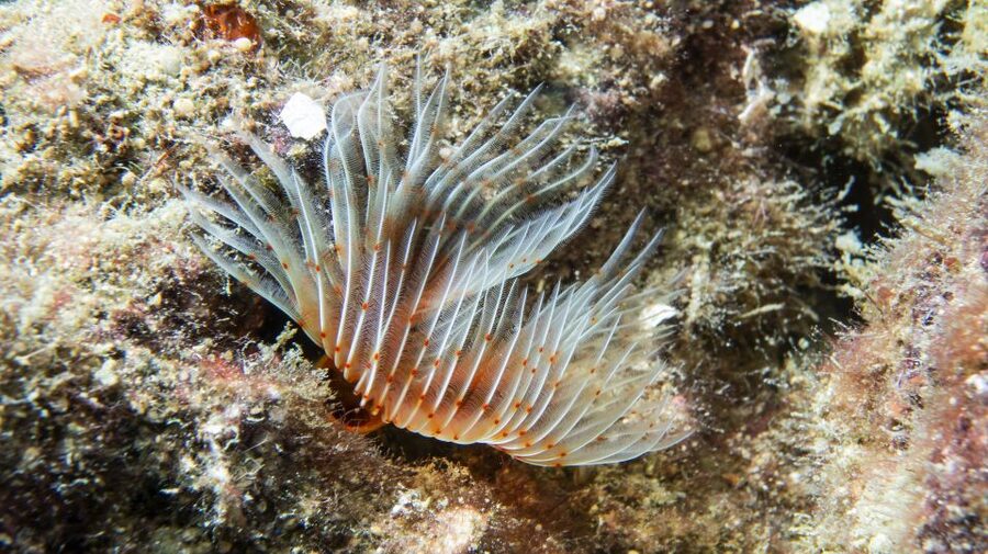 Alanya: 2 Guided Scuba Dives with Lunch and Hotel Transfers - Key points at a glance