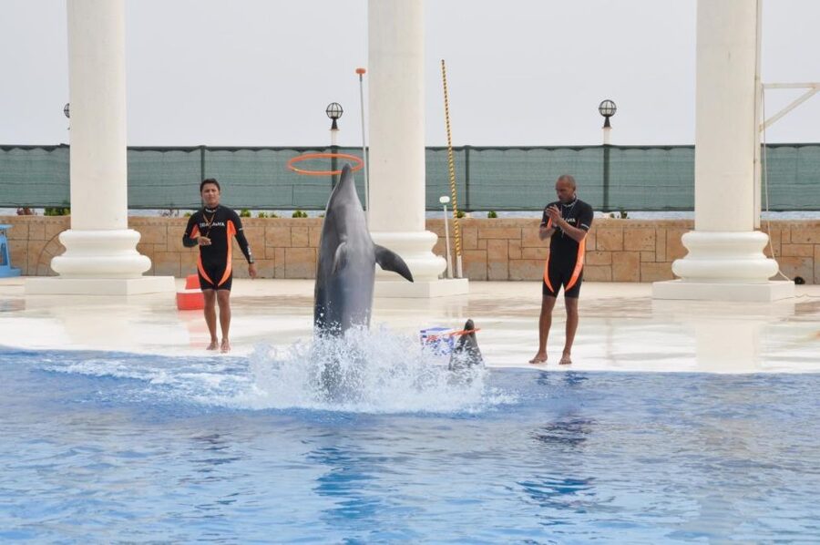 Alanya: Dolphin and Seal Show Ticket with Hotel Transfers - Languages, timing, and the meeting point