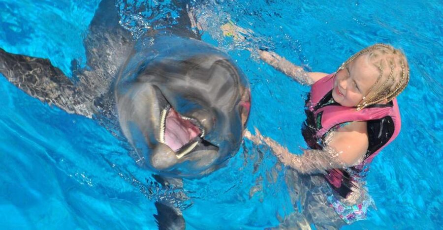 Alanya: Dolphin and Seal Show Ticket with Hotel Transfers - What the Sealanya show is really like