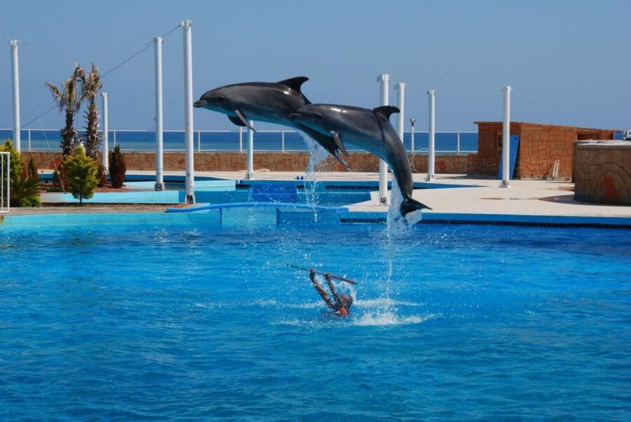 Alanya: Dolphin and Seal Show Ticket with Hotel Transfers - A practical note for families with young children
