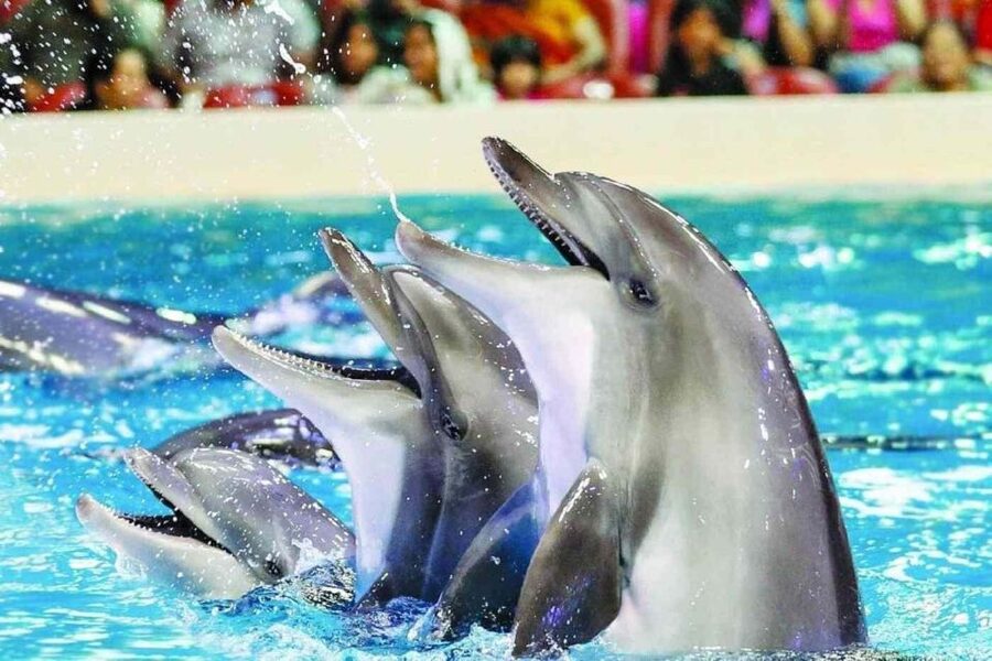 Alanya: Dolphin and Seal Show Ticket with Hotel Transfers - The dolphin performance: graceful, fast, and easy to follow