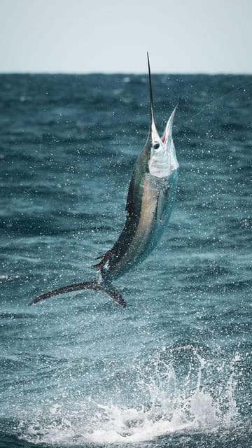 Alanya: Fishing Tour with Equipment and Lunch - Lunch from the day’s catch