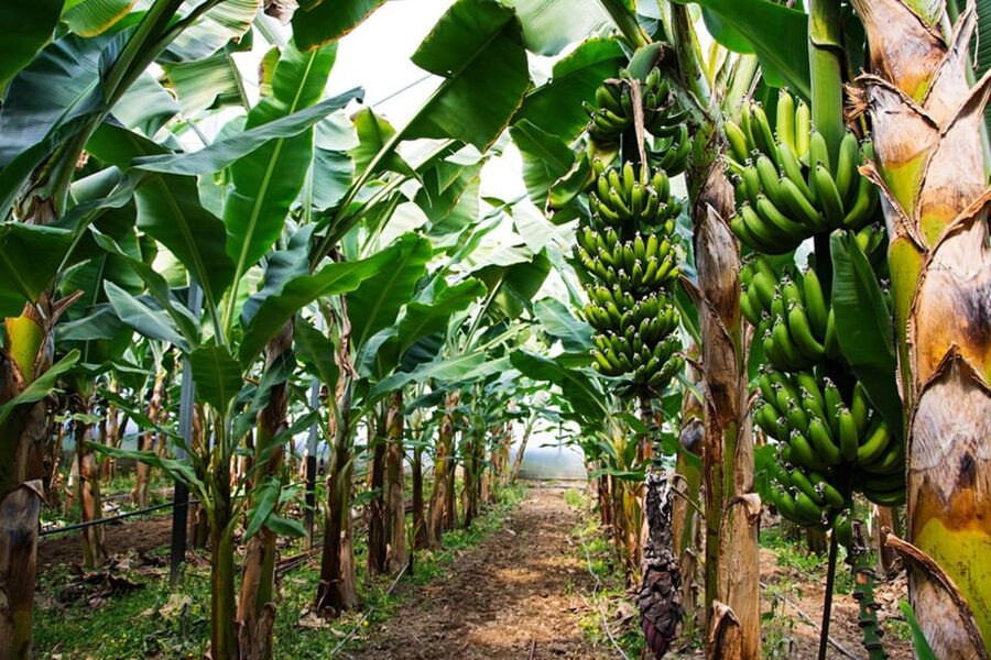 Alanya: Sapadere Canyon Walk & Dim Cave with Dim River Lunch - The mountain ride may be part of the entertainment