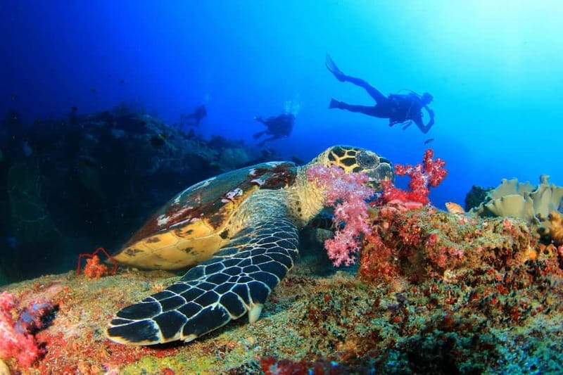 Alanya: Scuba Diving Tour With Lunch - From your Alanya hotel to the harbor