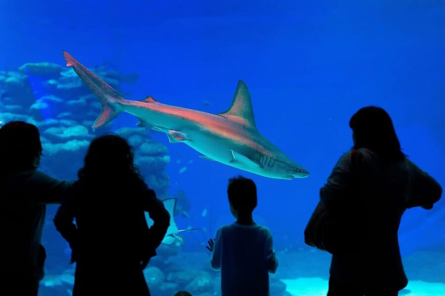Antalya: Aquarium and Wax Museum Entry Ticket - The optional attractions need a closer look