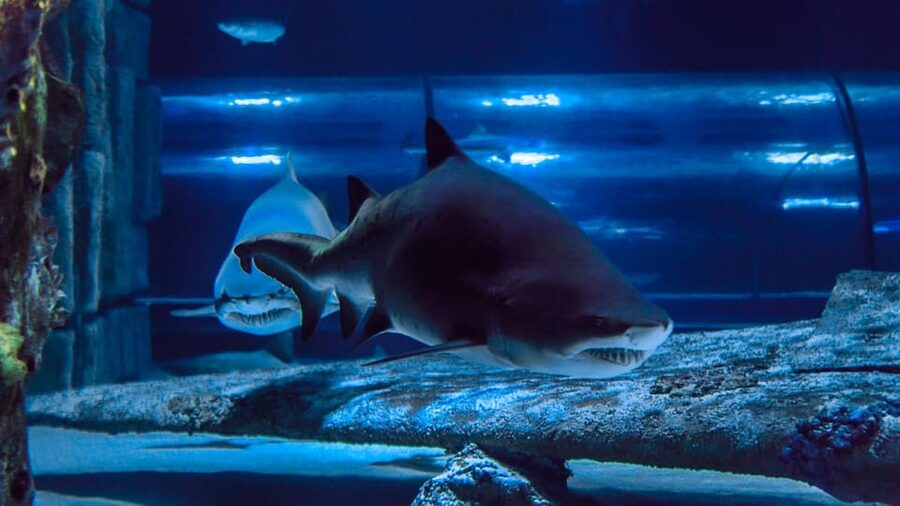 Antalya: Aquarium and Wax Museum Entry Ticket - Who will enjoy this most?