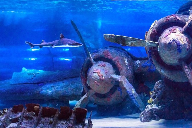 Antalya: Aquarium Ticket With Optional Transfer - Timing, group size, and the pace of the day