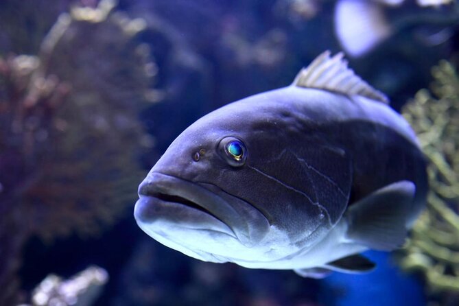 Antalya: Aquarium, Wax Museum & Combo Package Options - Key points to know before you book