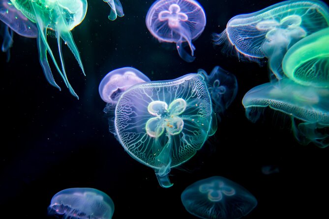 Antalya: Aquarium, Wax Museum & Combo Package Options - Is $54.06 good value?