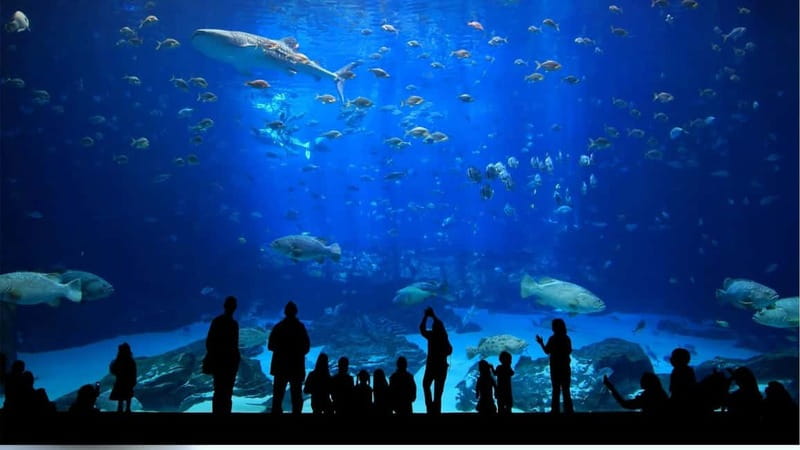 Antalya: Aquarium, Wax Museum, Snow World, Wild Park - Getting there and choosing the right option