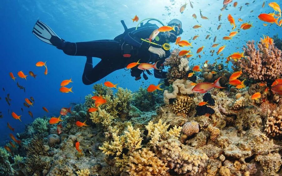 Diving Tour from Alanya & Side with Lunch - 2 Dives Included - From your hotel to the Side marina