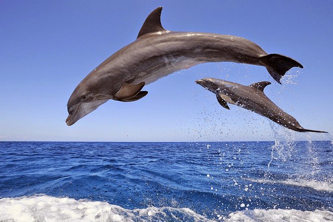 Dolphin Island Boat Trip – Swim, Sun & Lunch Included - What kind of boat day are you booking?
