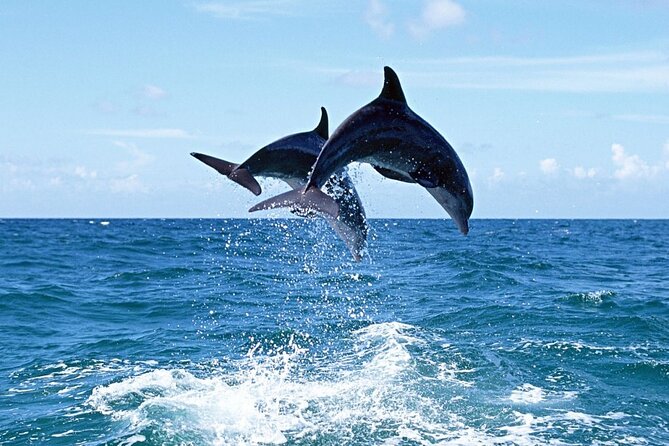 Dolphin Island Boat Trip – Swim, Sun & Lunch Included - Starting beside the Manavgat River