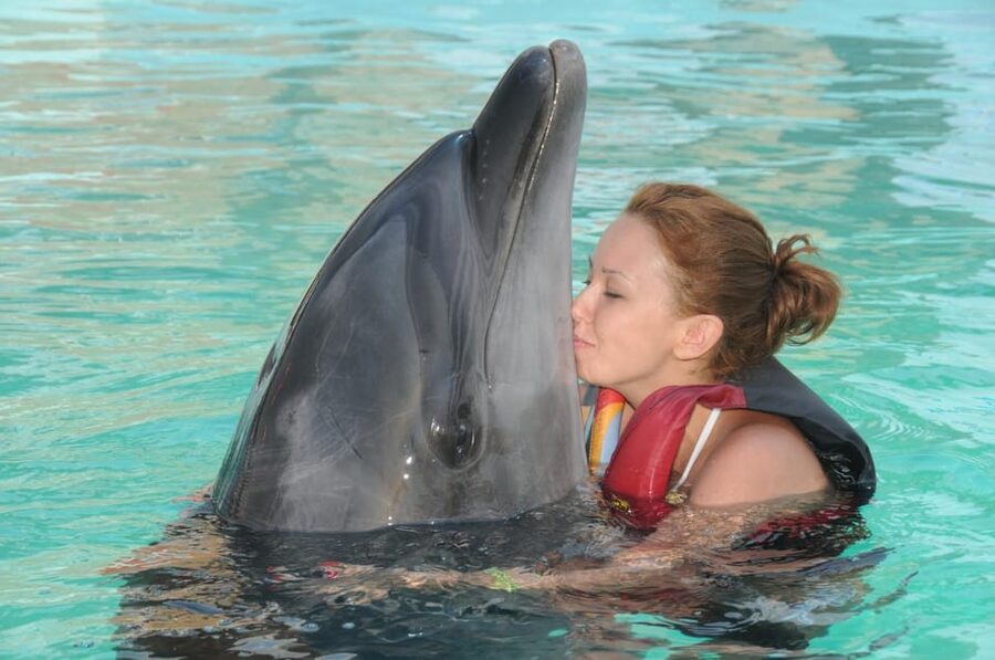 Dolphin Park Entry with Live Show and Pickup - Booking tips that can save you trouble