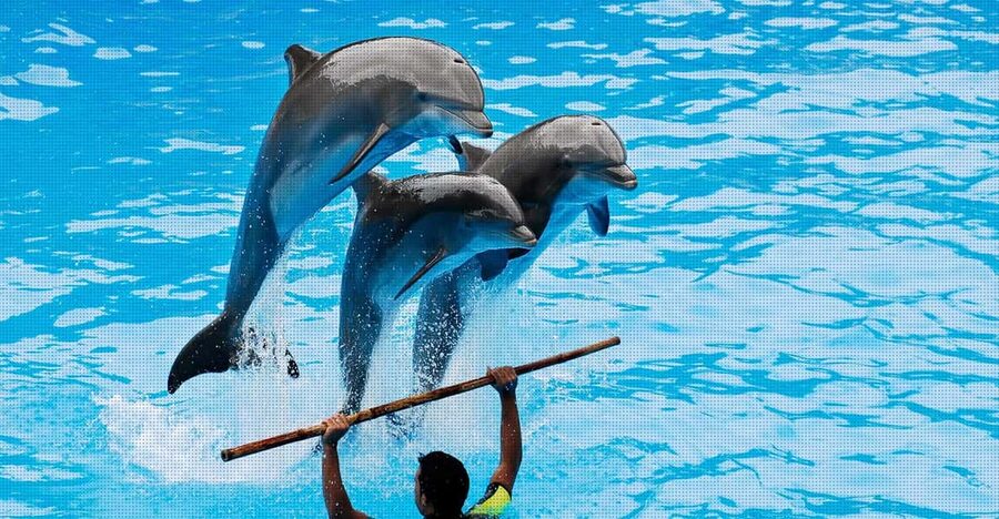 Dolphin Park Entry with Live Show and Pickup - What the three-hour dolphin park visit includes