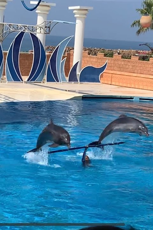 Dolphin Park Entry with Live Show and Pickup - Dolphins take over with tricks and trainer interaction