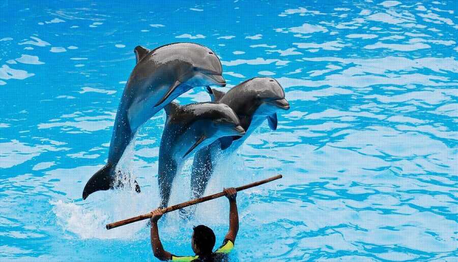 Dolphin Park Entry with Live Show and Pickup - Free phone photos, with professional pictures at extra cost