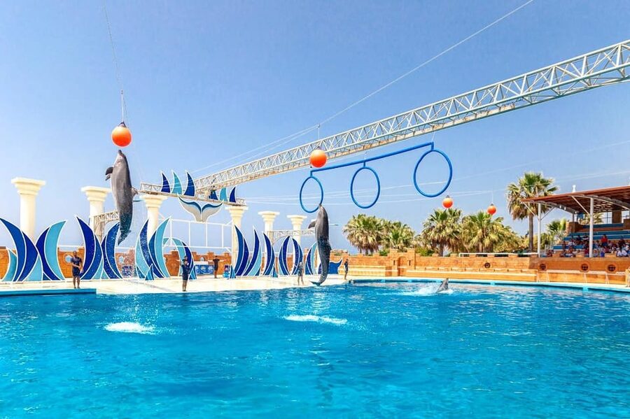 Dolphin Park Entry with Live Show and Pickup - The optional dolphin swim costs about €120