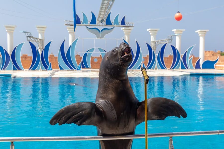 Dolphin Park Entry with Live Show and Pickup - Picking the right route from Alanya, Antalya, or Side