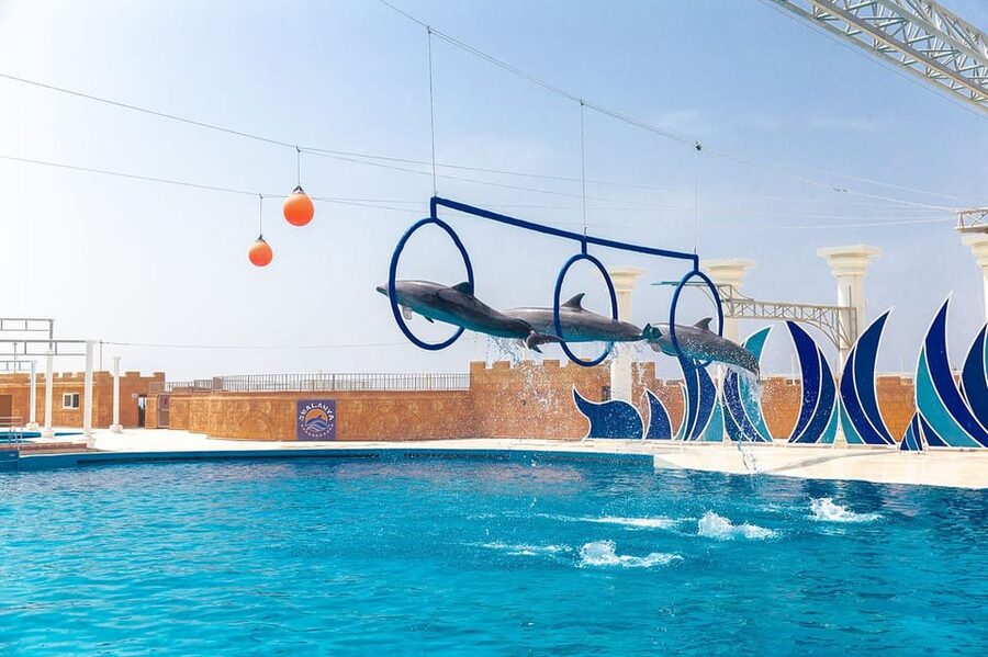 Dolphin Park Entry with Live Show and Pickup - Is $57 a fair price?