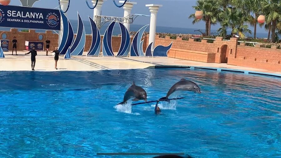 Dolphin Park Entry with Live Show and Pickup - Who will enjoy this family-friendly outing?