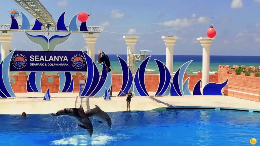 Dolphin Park Entry with Live Show and Pickup - Sea lions provide the comic opening act