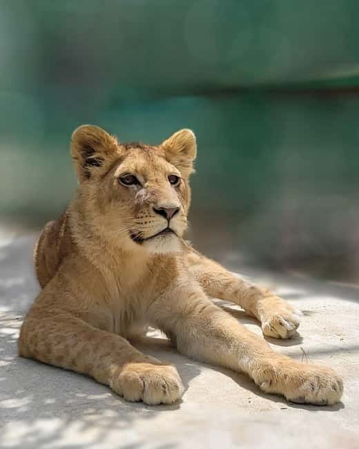 From Alanya: Lion Safari & Green Canyon Splash Feast w/Lunch - A 45-minute visit with lions and exotic animals