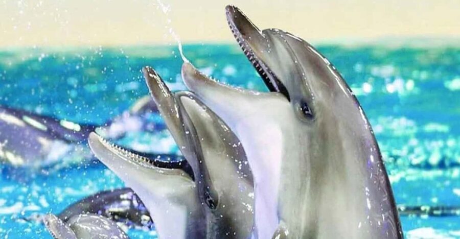 From Belek: Dolphin Show with Transfers - What the Belek dolphin outing is really like