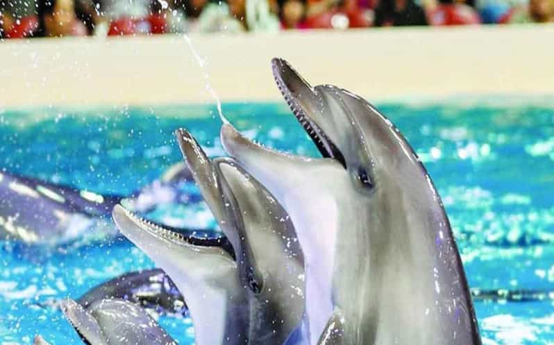 From Belek: Dolphin Show with Transfers - Watching the dolphins perform