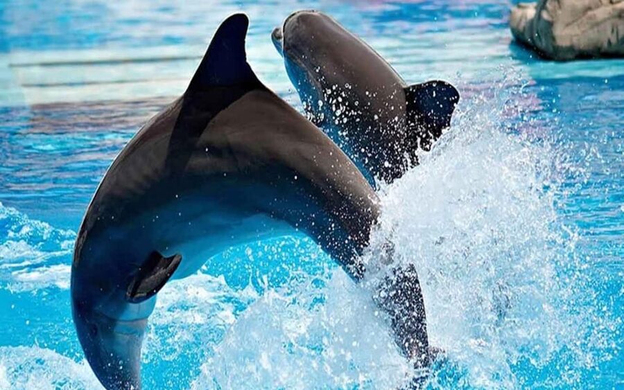 From Belek: Dolphin Show with Transfers - The trainer presentation and dolphin facts