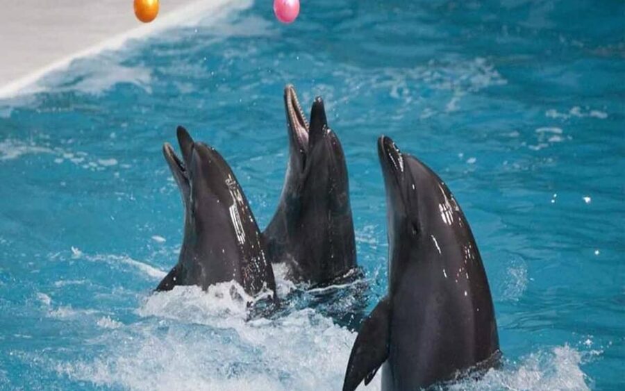 From Belek: Dolphin Show with Transfers - Simple planning advice for the day
