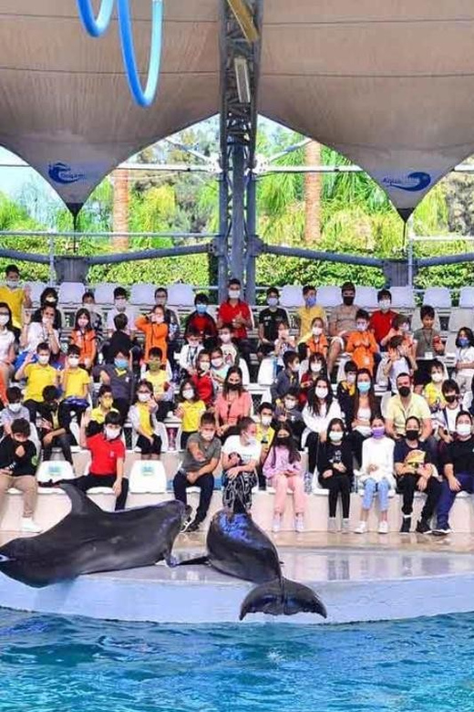 From Belek: Dolphin Show with Transfers - Leaving your Belek hotel