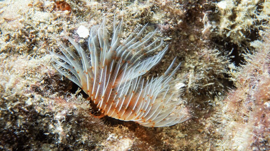 From Side: Guided Scuba Diving in Alanya w/ Lunch & Transfer - Lunch, rest, and the boat portion