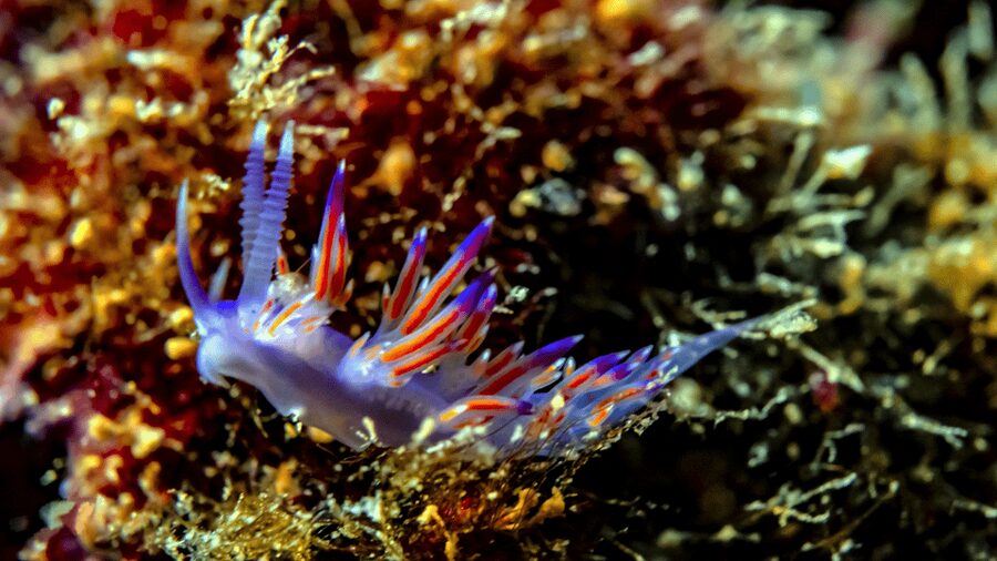 From Side: Guided Scuba Diving in Alanya w/ Lunch & Transfer - Photos and videos are extra