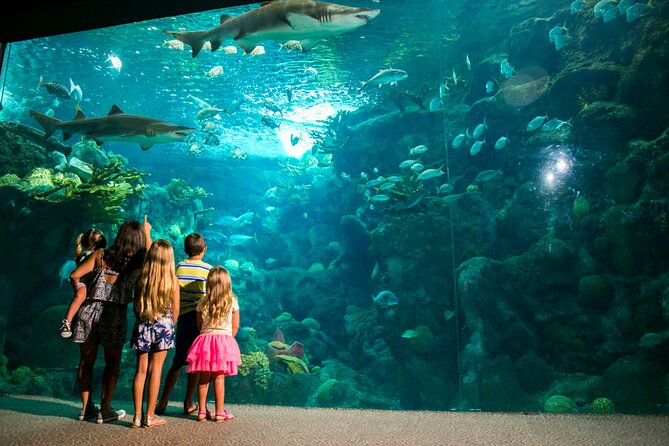 Half Day Antalya Aquarium Tour And Wax Museum - The tunnel aquarium is the main reason to go