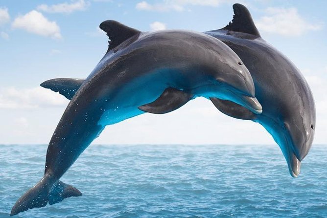 "Side: Boat Adventure to Dolphin Island – Swim and Enjoy Lunch" - Key Points Before You Book