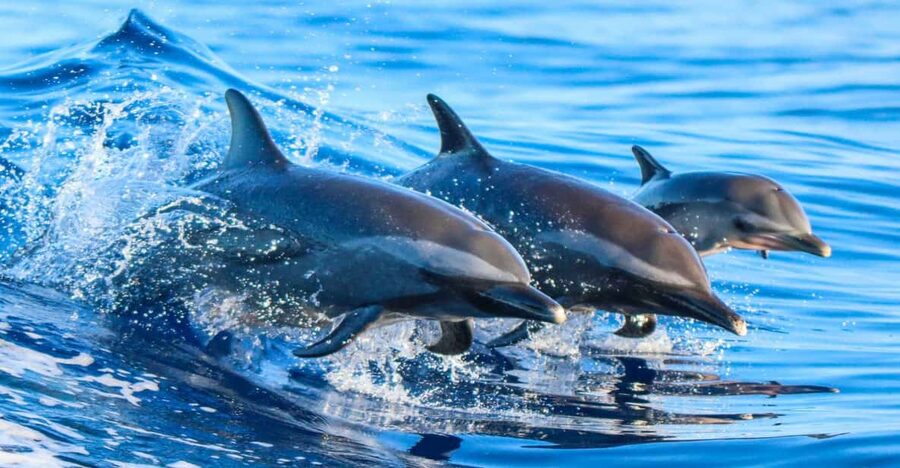 Side: Dolphin Island Boat Trip with Lunch & Unlimited Drinks - Key points to know before you book