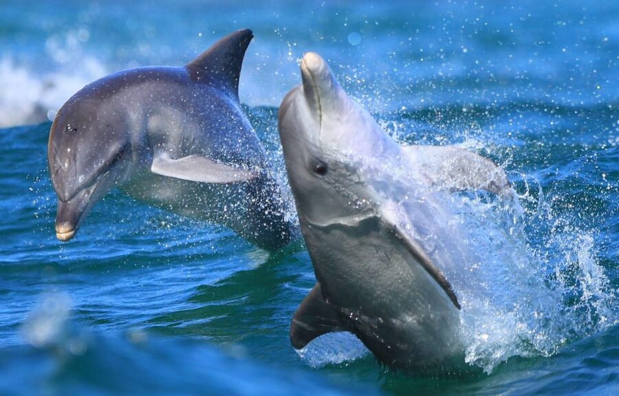 Side: Dolphin Island Boat Trip with Lunch & Unlimited Drinks - Lunch on the boat