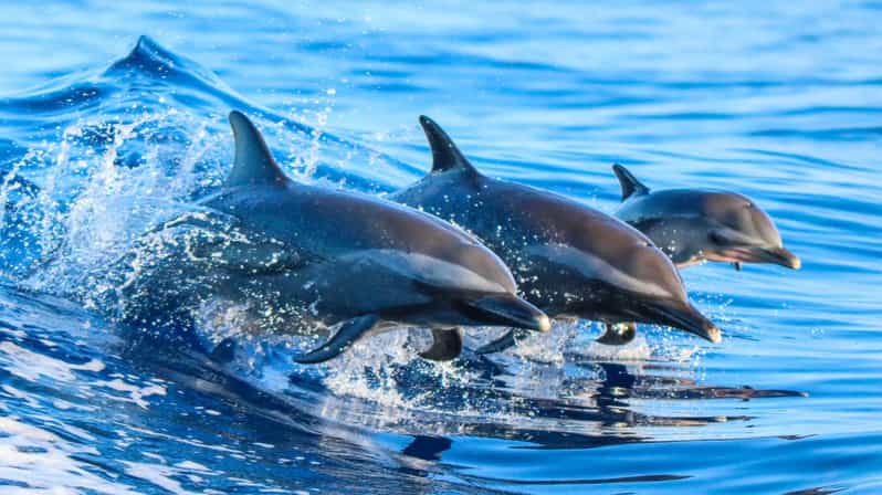 Side: Dolphin Island Boat Trip with Lunch & Unlimited Drinks - Cruising past Side’s coastal sights
