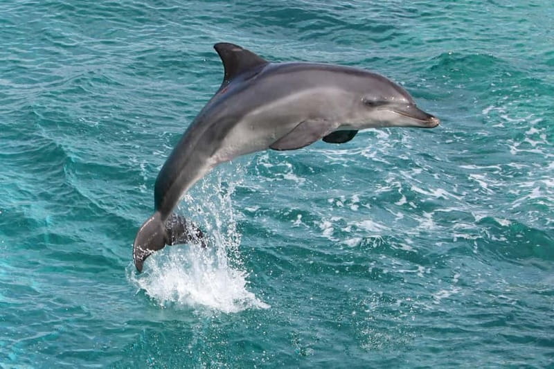 Side: Dolphins Island Cruise with Swimming Stops and Lunch - Key points to know before booking