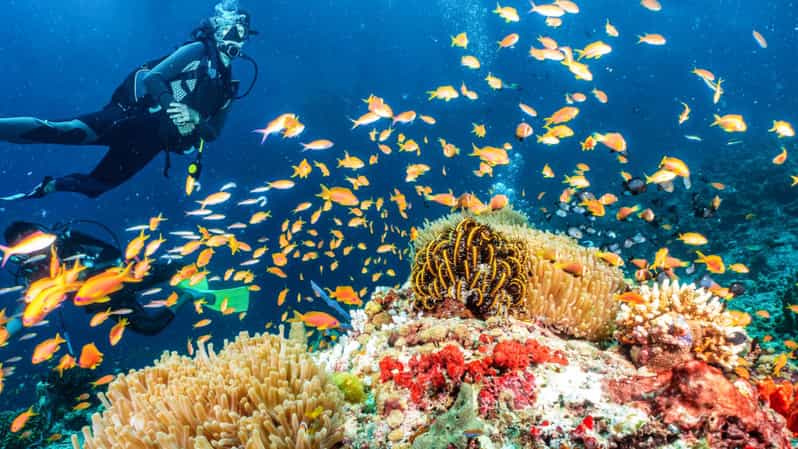 Side: Scuba Diving Tour Journey To The Depths Of The Blue - What makes Side Underwater Museum different