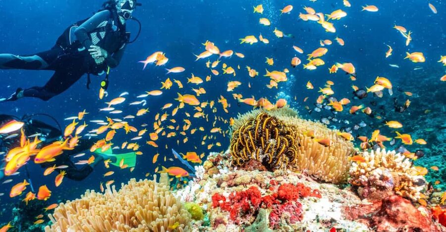Side: Scuba Diving Tour Journey To The Depths Of The Blue - From your hotel to the Side boat