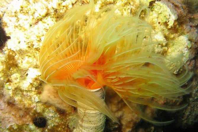 Side: Scuba Diving Under Water Museum - Who should book this Side outing