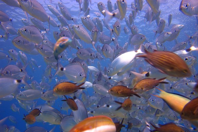 Side: Scuba Diving Under Water Museum - Booking timing and cancellation advice